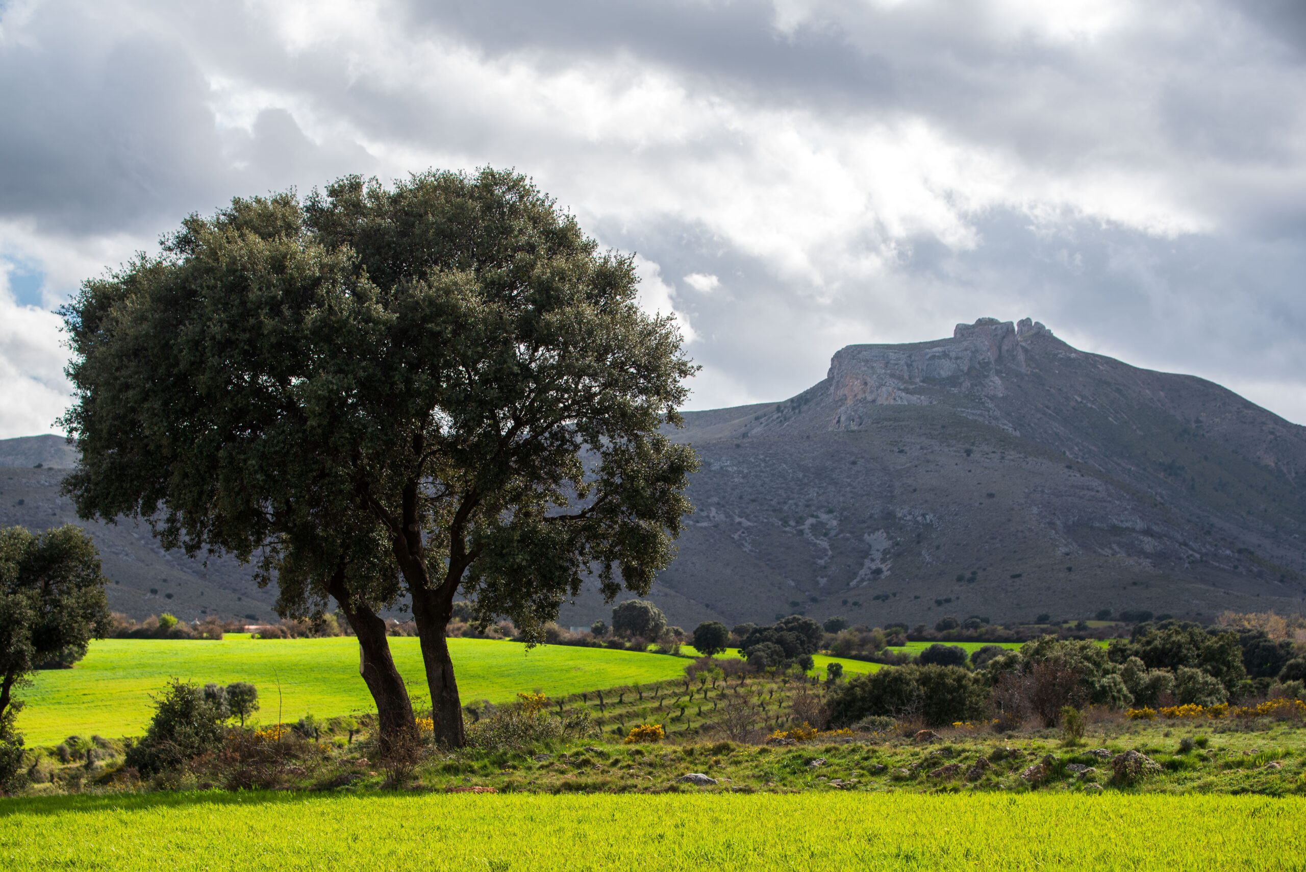Carrasca centenaria de Lituénigo