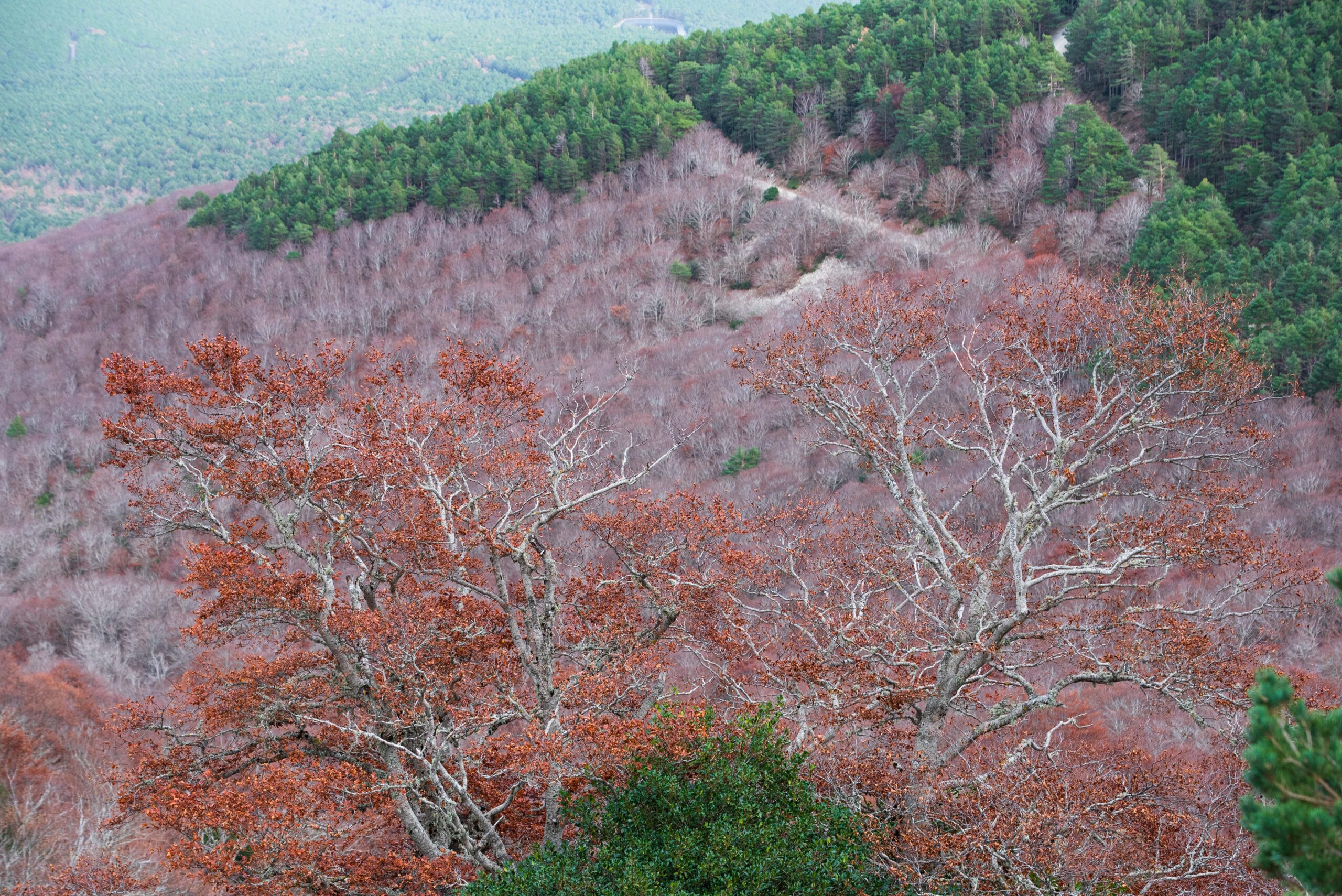 Hayedo del Moncayo con el follaje rojizo del otoño visto desde el aire