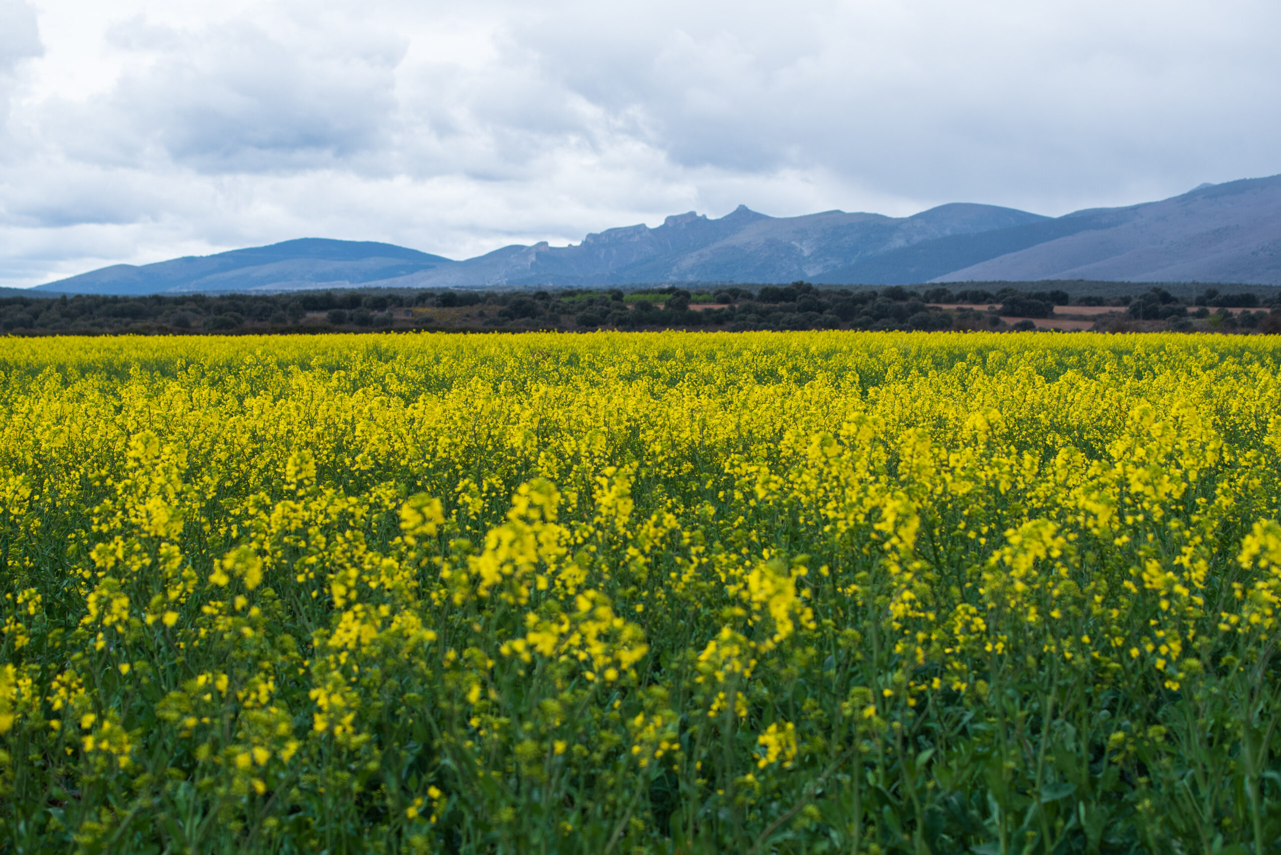 Campo de colza en flor con la sierra del Moncayo al fondo en primavera